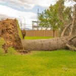 Fallen Tree on Green Grass